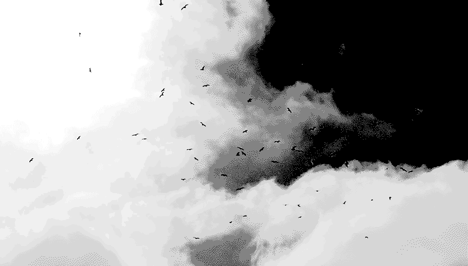 gif of birds soaring blue
